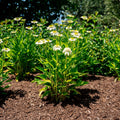 Vanilla Drip™ Echinacea (Echinacea purpurea 'Holtvadri' USPP18617)