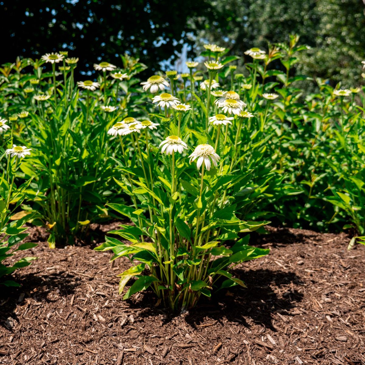 Vanilla Drip™ Echinacea (Echinacea purpurea 'Holtvadri' USPP18617)