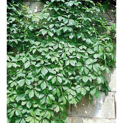Virginia Creeper #1