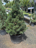 Tannenbaum Mugo 4' #25