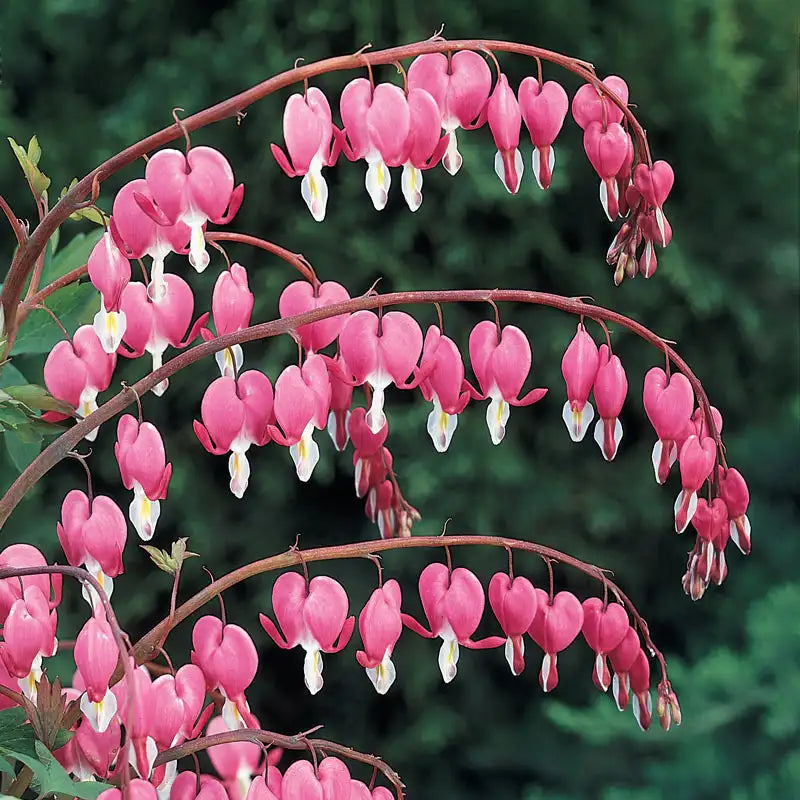 Bleeding Heart, Old Fashioned #1
