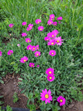 Sundaisy, purple mountain #1