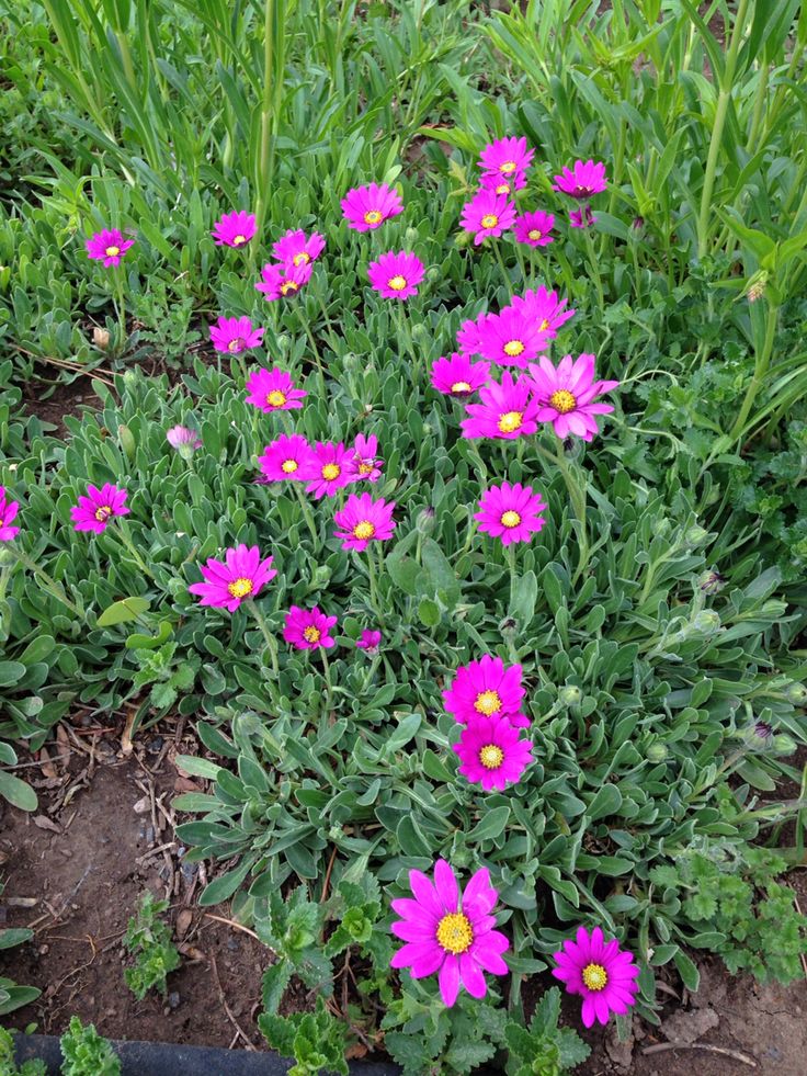 Sundaisy, purple mountain #1