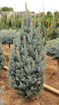Fastigiata Spruce (Picea pungens 'Fastigiata' .)
