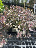 Dazzleberry stonecrop
