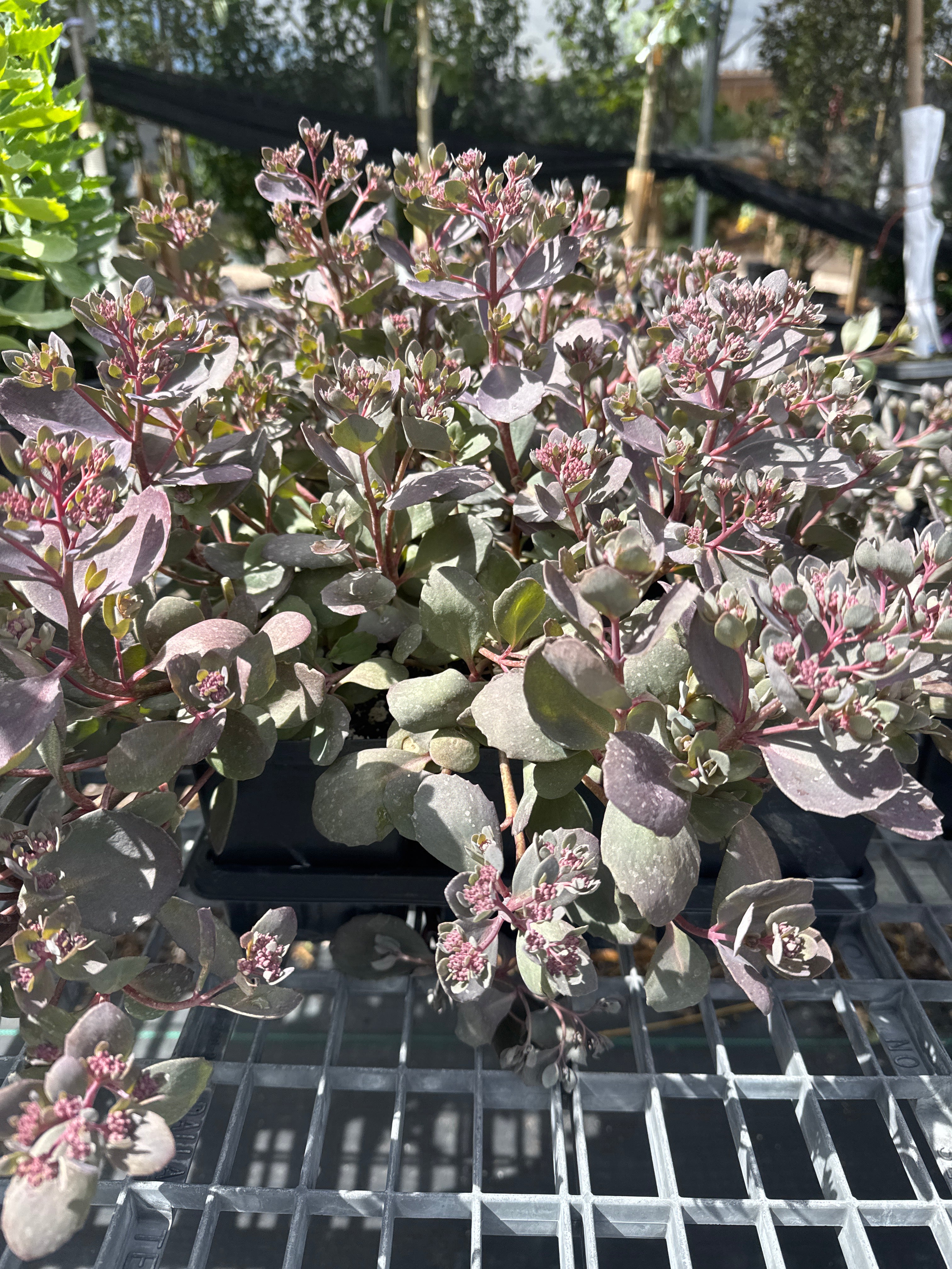 Dazzleberry stonecrop