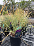 Blue Oat Grass #1