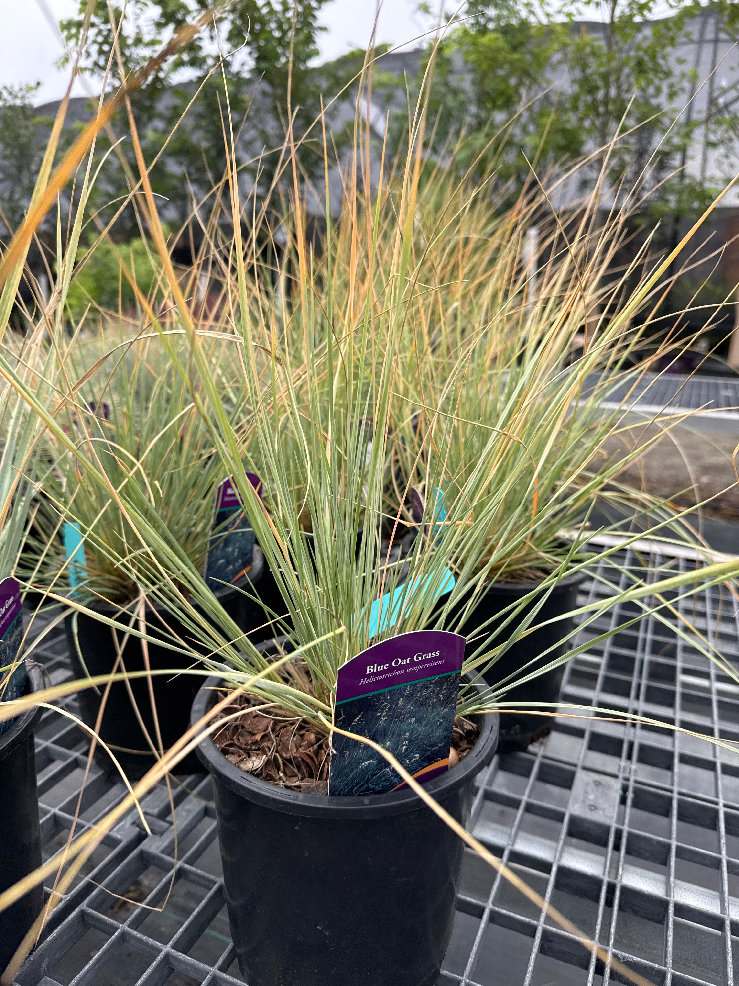 Blue Oat Grass #1