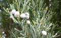 Blue Arrow Juniper (Juniperus scopulorum 'Blue Arrow')