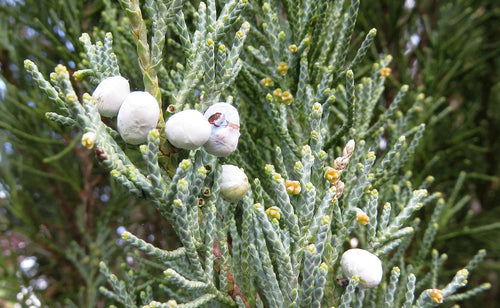 Blue Arrow Juniper (Juniperus scopulorum 'Blue Arrow')