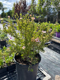 Potentilla, pink beauty #5