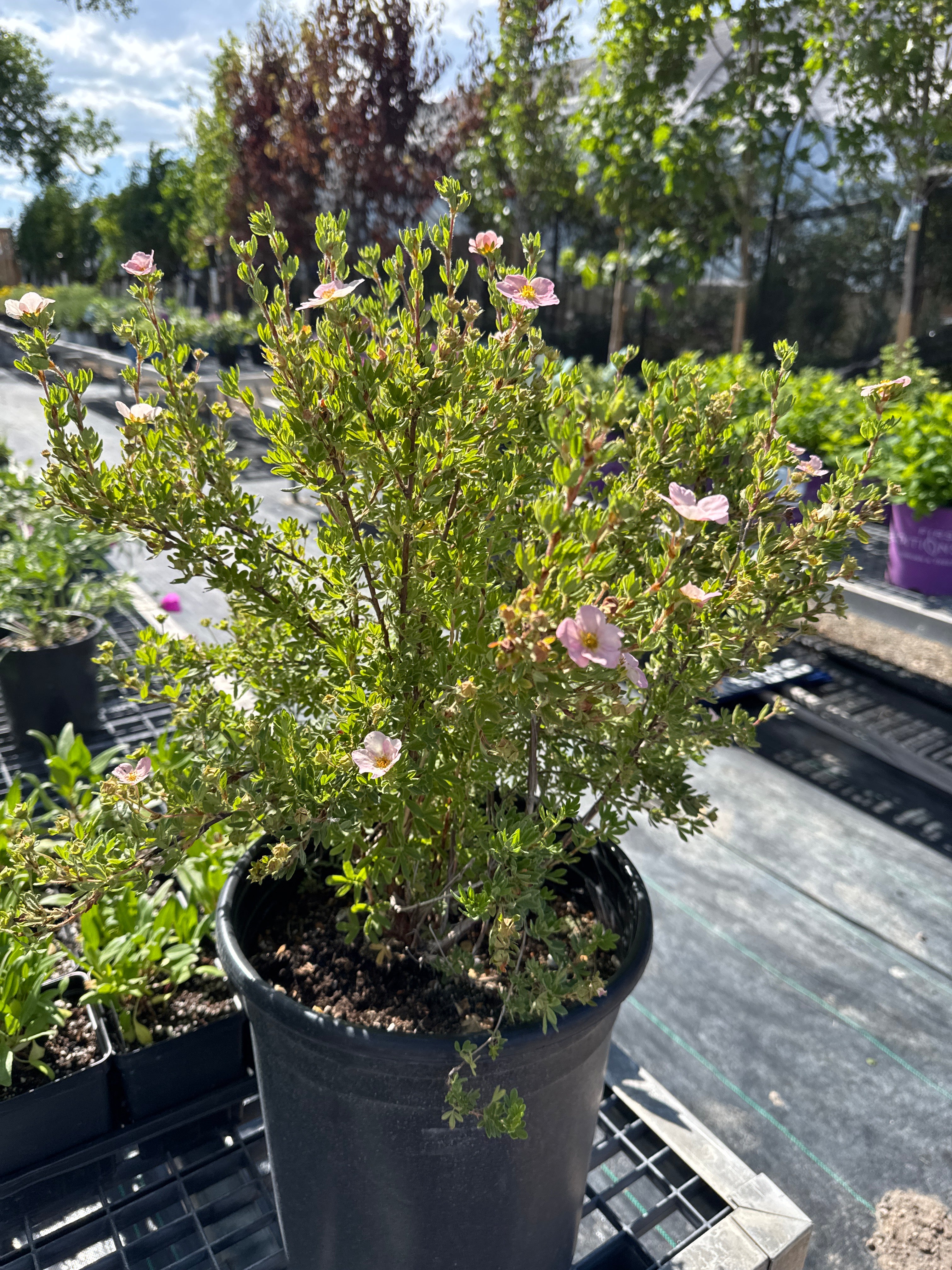 Potentilla, pink beauty #5