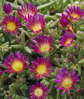 Delos Delmara™ Fuchsia Ice Plant - Delosperma cooperi