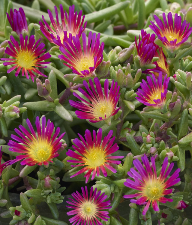Delos Delmara™ Fuchsia Ice Plant - Delosperma cooperi