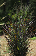 Switch Grass 'Hot Rod ' Panicum virgatum 'Hot Rod' PP
