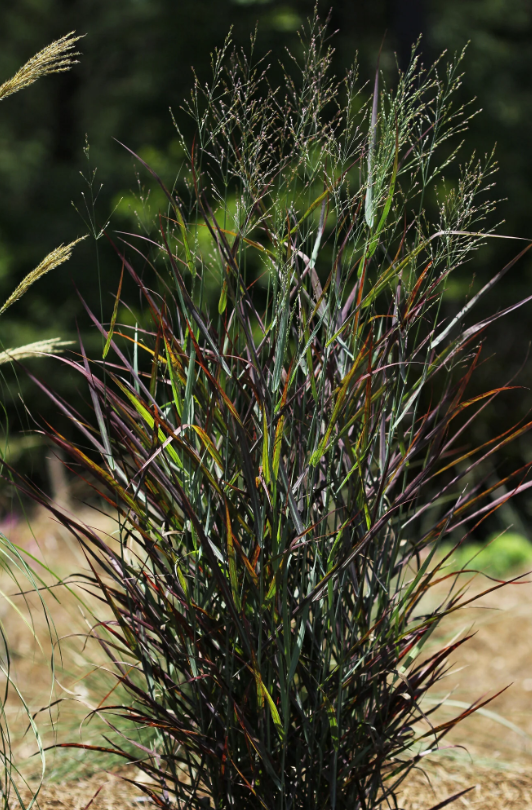 Switch Grass 'Hot Rod ' Panicum virgatum 'Hot Rod' PP
