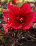 Moonshadow™ Morello Hardy Hibiscus Hibiscus moscheutos 'Morello' PPAF