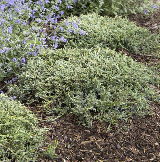 Juniper 'Icee Blue®' Juniperus horizontalis 'Monber'