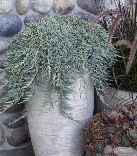 Juniper 'Icee Blue®' Juniperus horizontalis 'Monber'