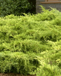 Juniper 'Gold Coast® ' Juniperus x pfitzeriana 'Aurea Improved'