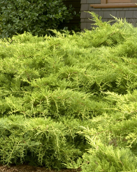 Juniper 'Gold Coast® ' Juniperus x pfitzeriana 'Aurea Improved'