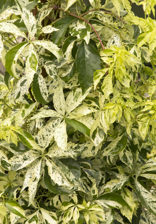 Virginia Creeper Star Showers® Parthenocissus quinquefolia 'Monham'