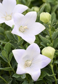 Twinkle™ White Balloon Flower Platycodon grandiflorus