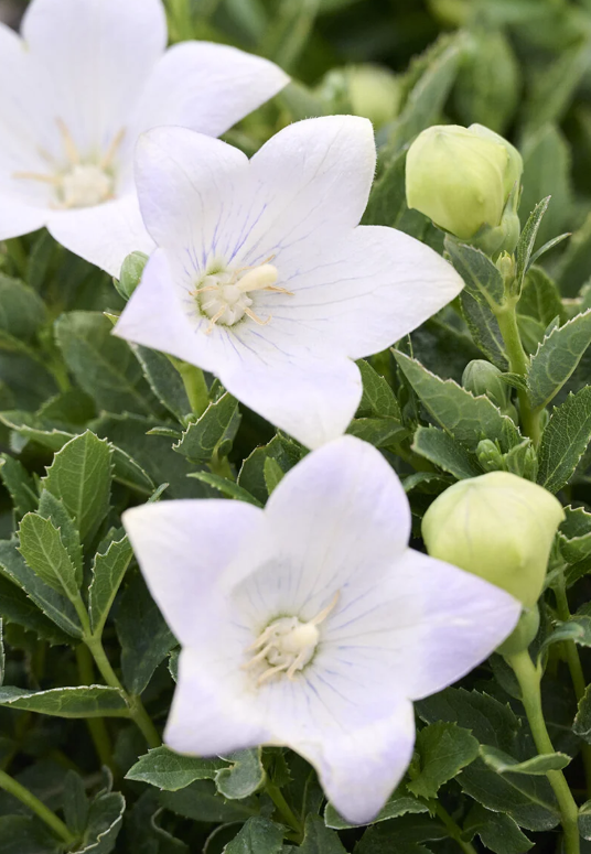 Twinkle™ White Balloon Flower Platycodon grandiflorus