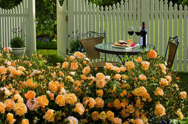 Flower Carpet® Amber Rose Rosa x 'NOA97400A'
