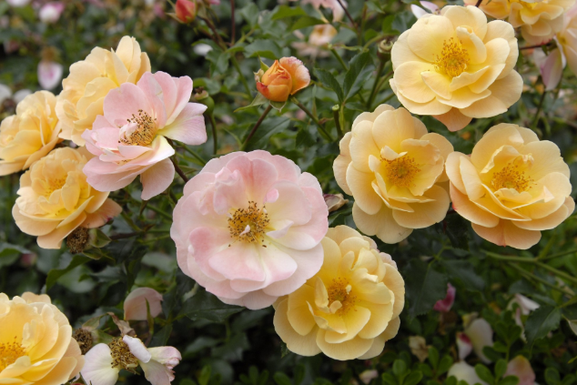 Flower Carpet® Amber Rose Rosa x 'NOA97400A'