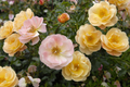 Flower Carpet® Amber Rose Rosa x 'NOA97400A'
