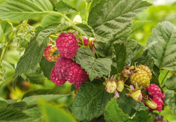 Willamette Raspberry Rubus idaeus var. strigosus 'Willamette'
