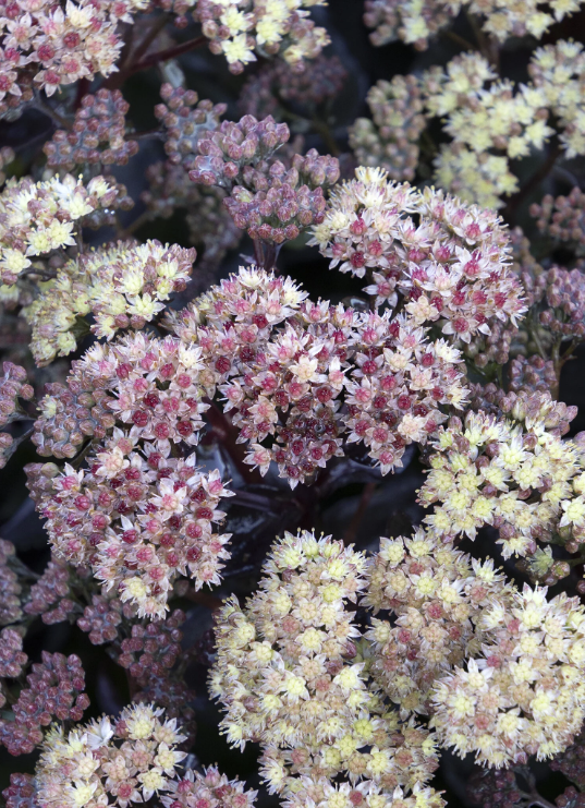 Conga Line Sedum Sedum telephium 'Conga Line' PPAF