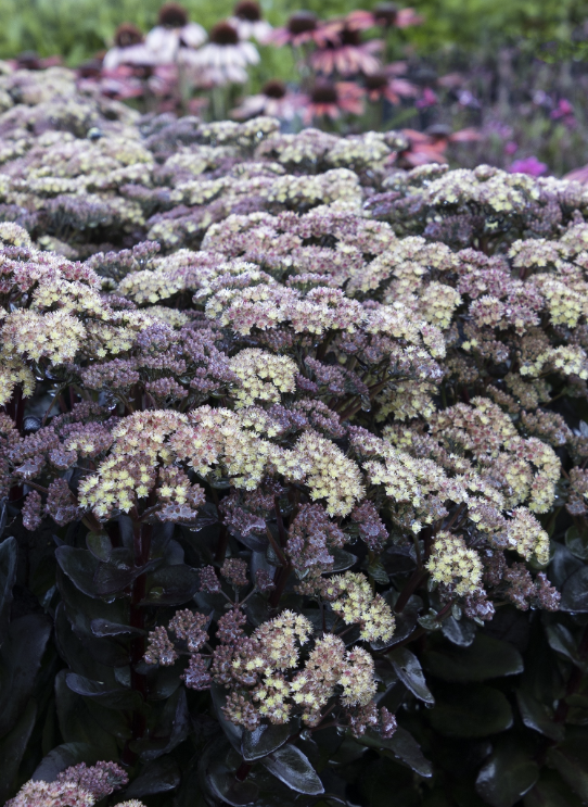 Conga Line Sedum Sedum telephium 'Conga Line' PPAF