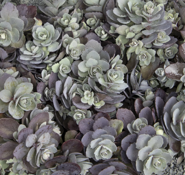 SunSparkler® Dazzleberry Sedum Sedum hybrid 'Razzleberry' PP #22,457