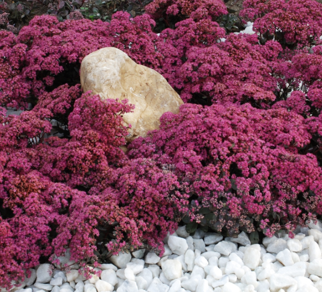 SunSparkler® Dazzleberry Sedum Sedum hybrid 'Razzleberry' PP #22,457