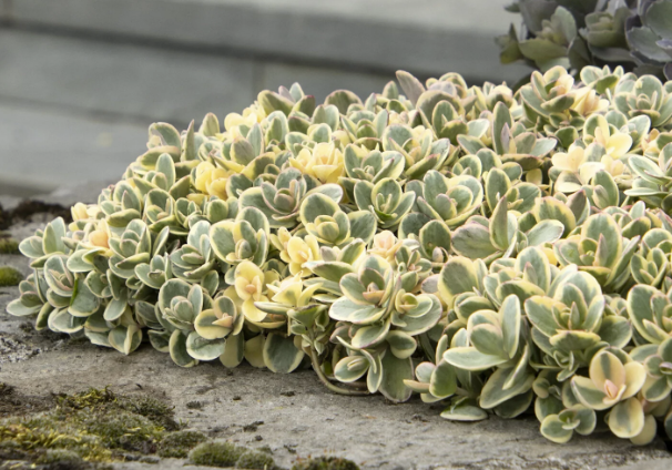 SunSparkler® Lime Twister Sedum Sedum hybrid 'Lime Twister' PP #26,895