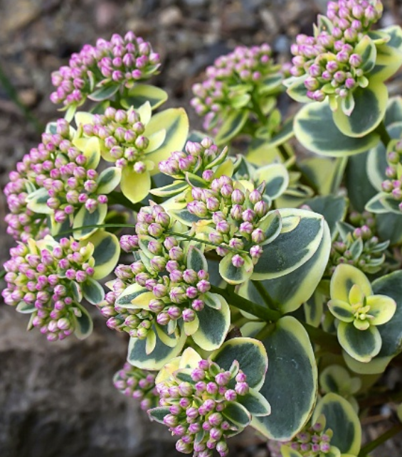 SunSparkler® Lime Twister Sedum Sedum hybrid 'Lime Twister' PP #26,895