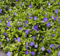 Bowles Common Periwinkle Vinca minor #1