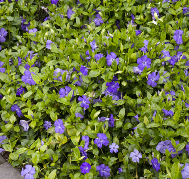 Bowles' Common Periwinkle Vinca minor 'Bowles'