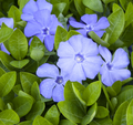Bowles' Common Periwinkle Vinca minor 'Bowles'