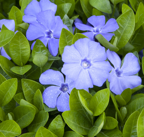 Bowles Common Periwinkle Vinca minor #1