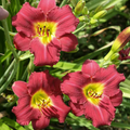 Daylily, Pardon Me #1