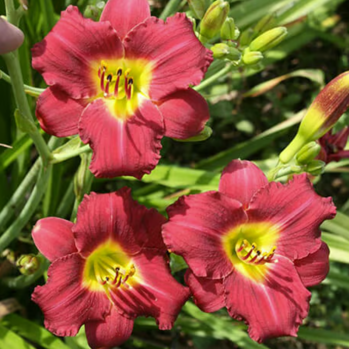 Daylily, Pardon Me #1