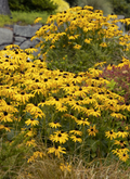 Goldstrum Black Eyed Susan