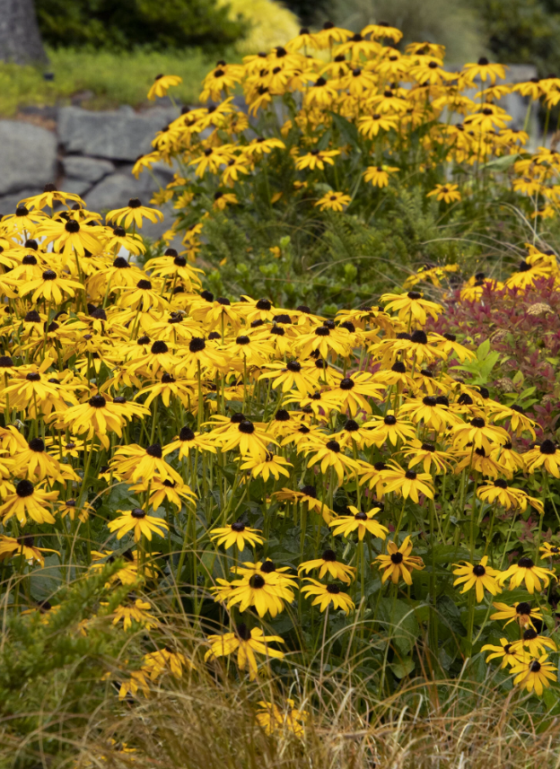 Goldstrum Black Eyed Susan