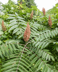 Smooth Sumac, Rhus glabra