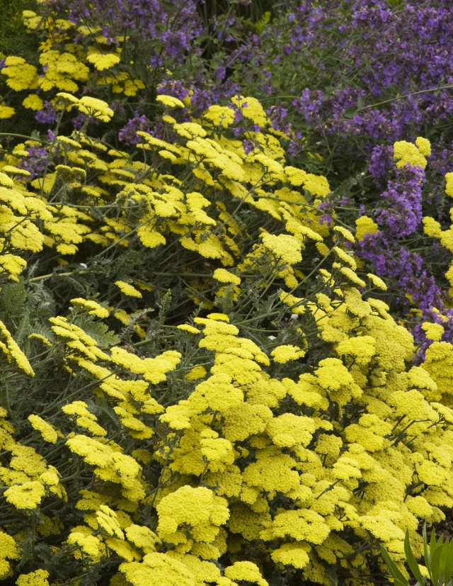 Moonshine Yarrow #1