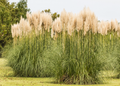 Pampas Grass
