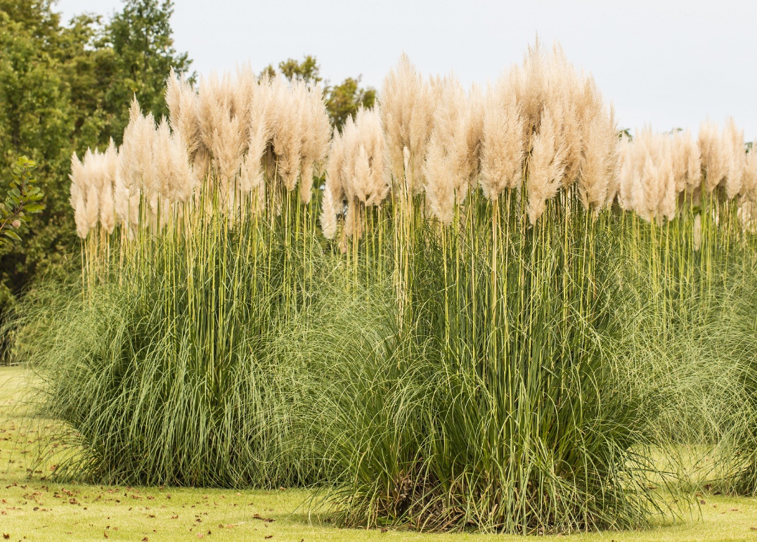 Pampas Grass